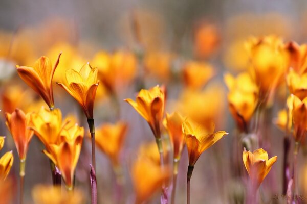 Orange flowers on the field in macro