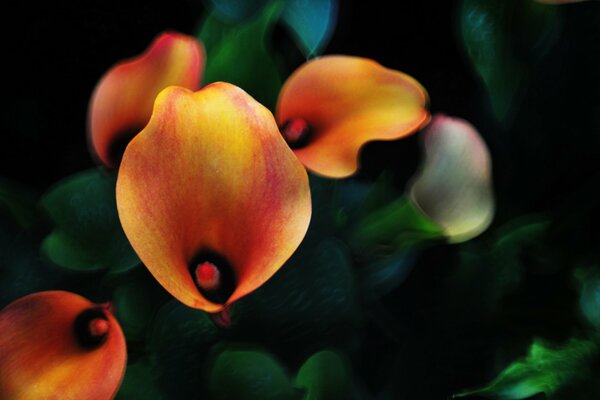 Orange calla lilies. Blurred dark background