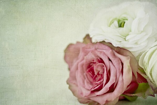 Rosa bianca e rosa su sfondo chiaro