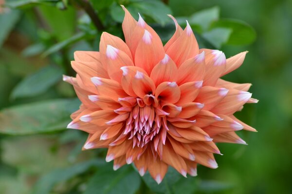 Beau bourgeon de Dahlia très lourd