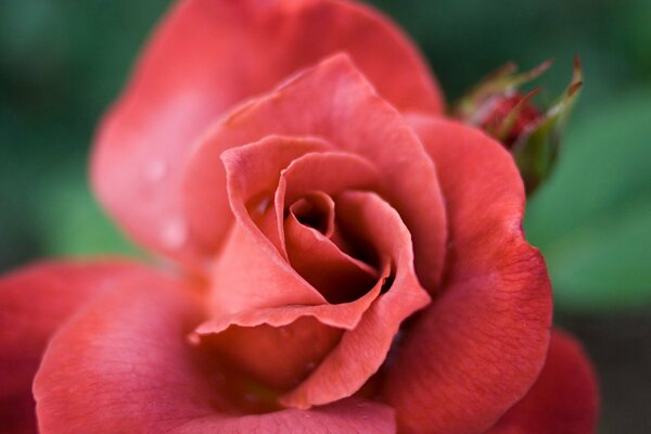 Rote Rose. Blütenblätter Nahaufnahme. Flora. Makro-Kamera