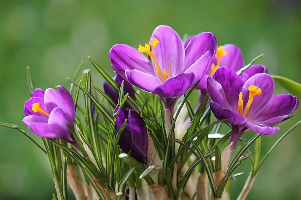 Bouquet de safran gros plan