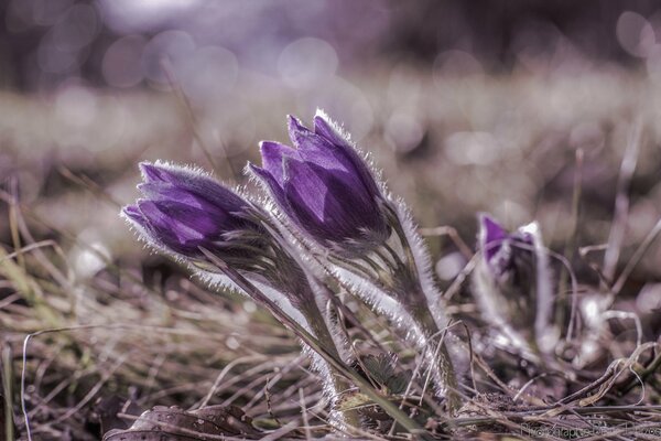 Fotografia macro sogno-erbe viola con riflessi