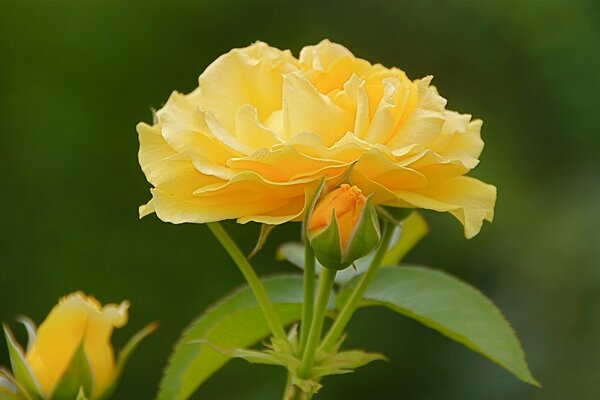 Makrofotografie. foto einer leuchtend gelben Blume