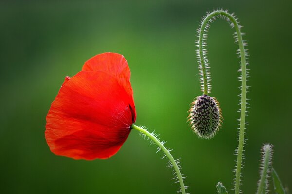 Bourgeon maca macro tir