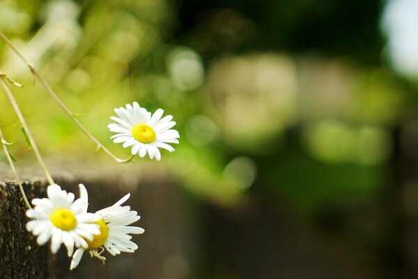 Breitbild-Bildschirmtapete mit Gänseblümchen und verschwommenem Grün im Hintergrund