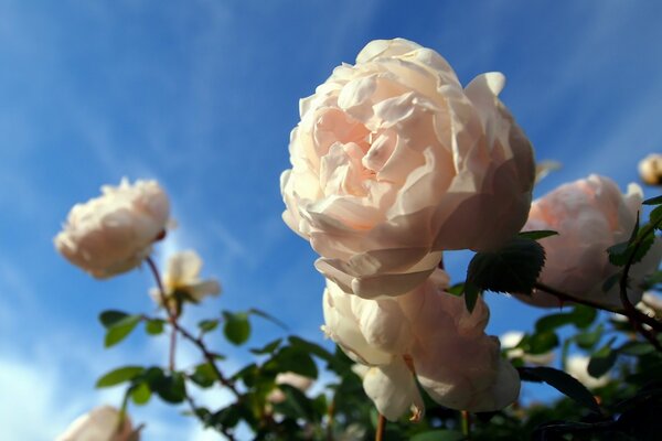 Weißer Rosenstrauch in Nahaufnahme