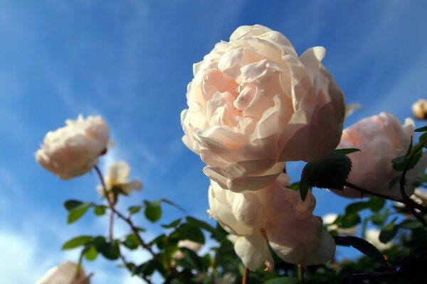 Cespuglio di Rose bianco in macro