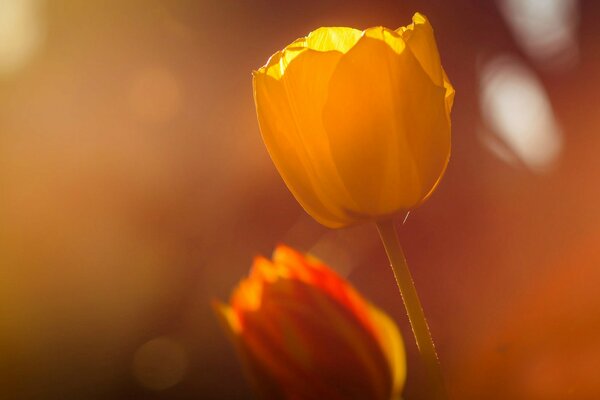 Tulipanes bañados por el sol