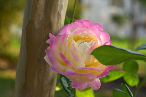 Fleurs de la nature, belle fleur avec des pétales roses