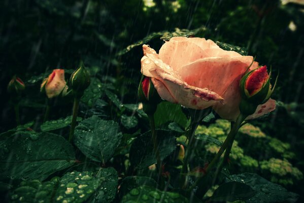 Doucement rose rose sous la pluie