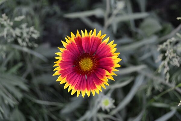 Naturaleza de la flor lepistka