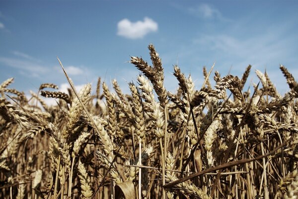 Spighe di grano su uno sfondo di cielo blu