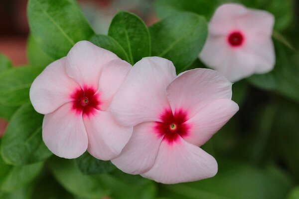 Tre fiori delicati rosa