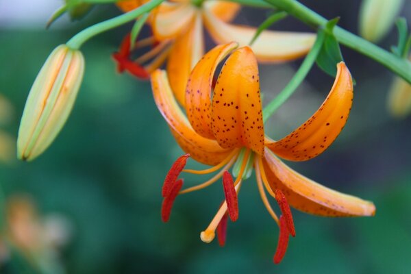 Lily flower hanging down