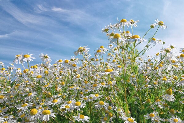 Chamomile field and blue sky