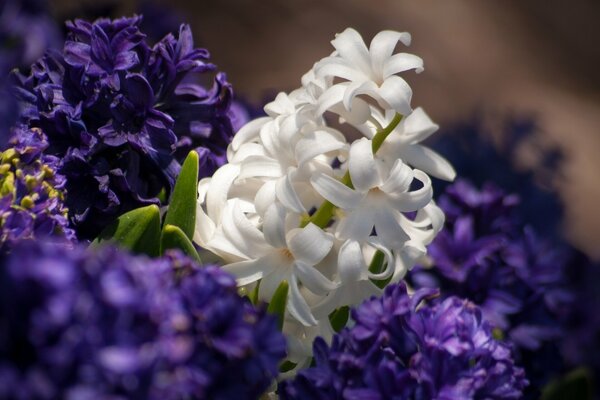 White hyacinth among purple