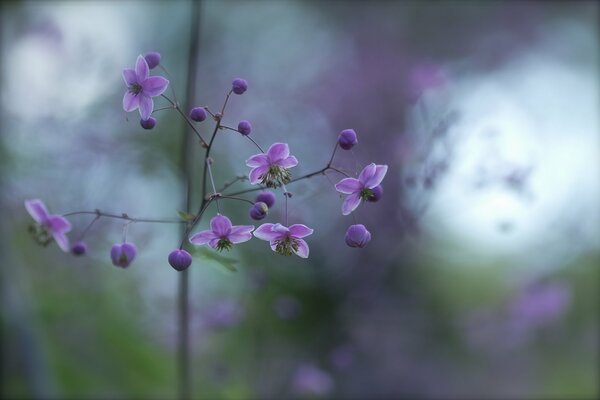 A branch and flowers. Buds and lilac highlights