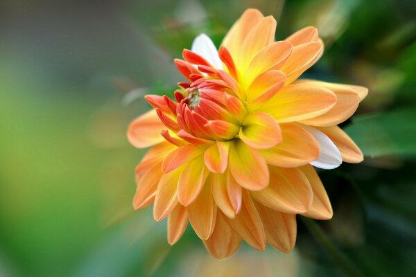 Blooming Orange Dahlia flower