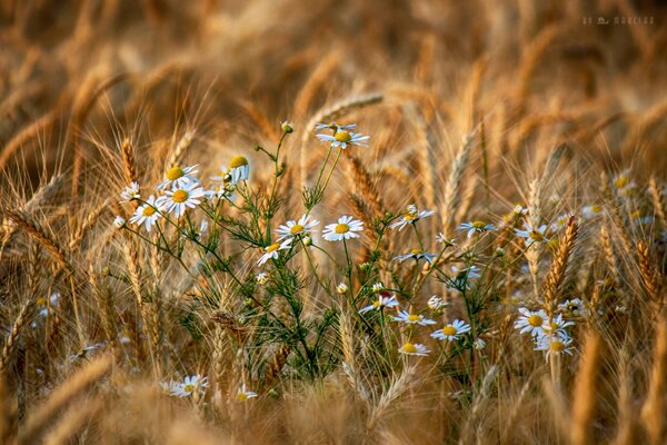 Camomille blanche dans le blé