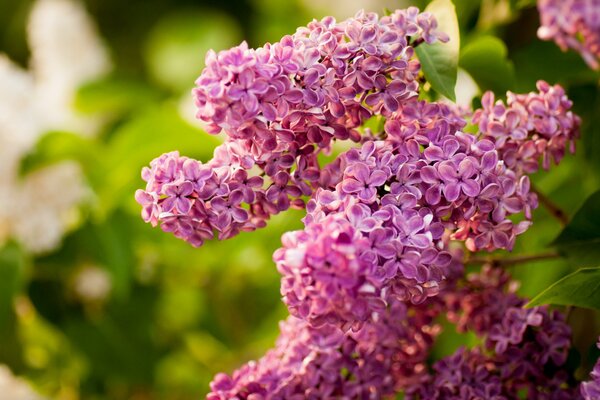 Branche de lilas belle et fleurie