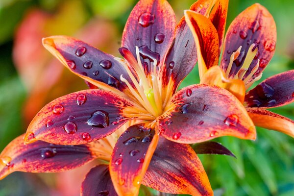 Lily petals with drops macro shooting
