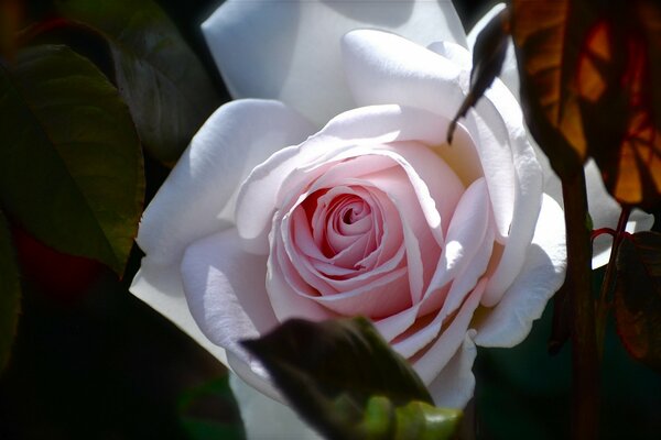 A soft pink bud with foliage 