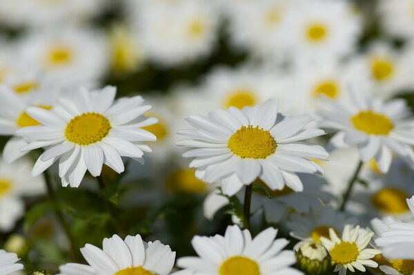 Summer garden daisies on the field