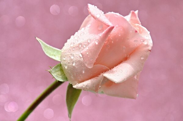 Pink rose with water drops