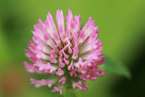 Macro flor de trébol con fondo borroso