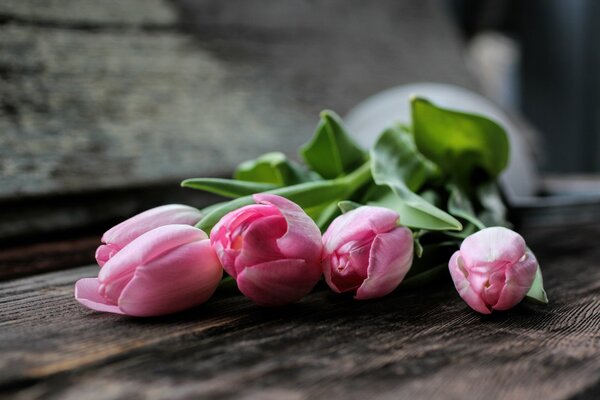 Delicati tulipani rosa