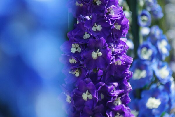 Lilac delphinium in macro photography