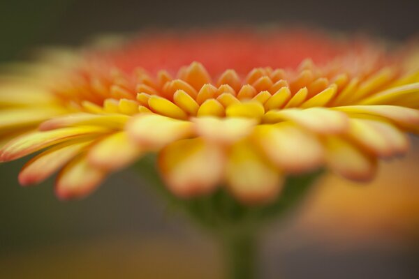 Centrarse en la flor de gerbera