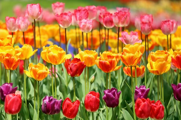 Beaucoup de tulipes colorées pour l ambiance