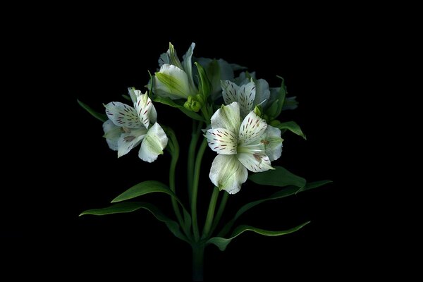 Tallos de flores en un ramo con pétalos fondo de pantalla sombra