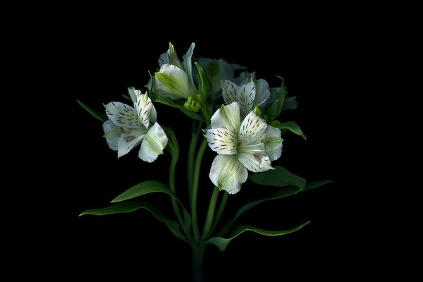Tiges de fleurs dans un bouquet avec des pétales fond d écran ombre