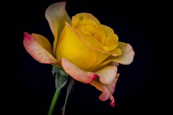 Showering yellow rose with drops on a black background