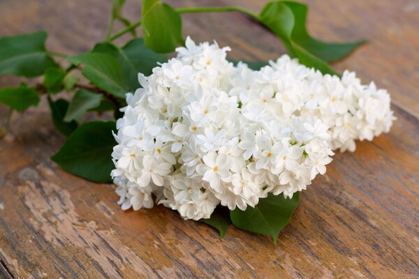 La lila blanca como símbolo de soledad