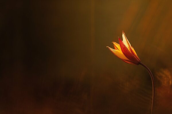 Il fiore irradia calore. Luce e bellezza