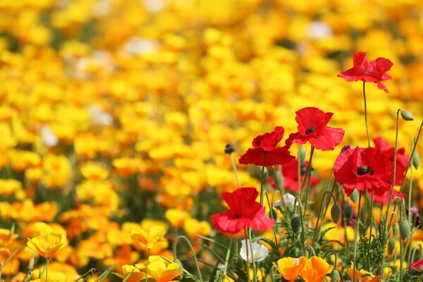 Campo de amapola en amarillo rojo