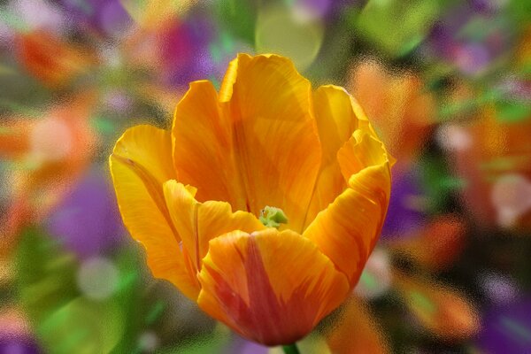 Colorful tulip in the field