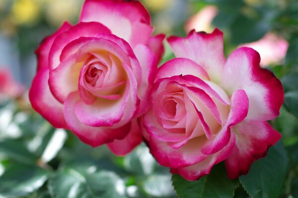 Duo de belles roses blanches et roses