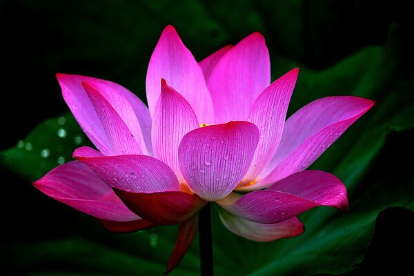 Pink lotus with water drops on the petals