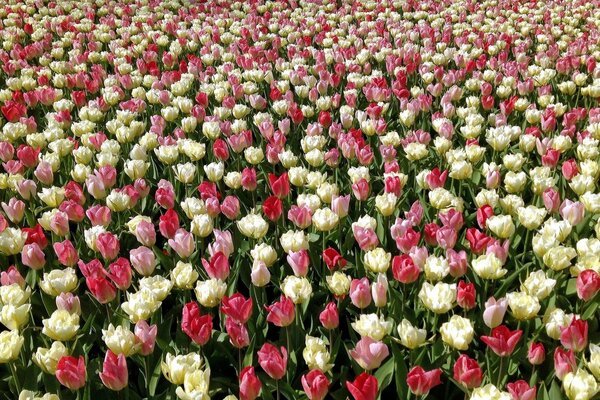 Pole kwitnących kolorowych tulipanów