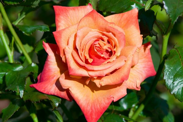 Rose avec effet dégradé et feuillage vert luxuriant