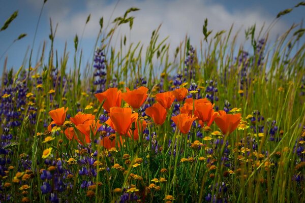 Eine Wiese voller bunter Blumen und Ähren