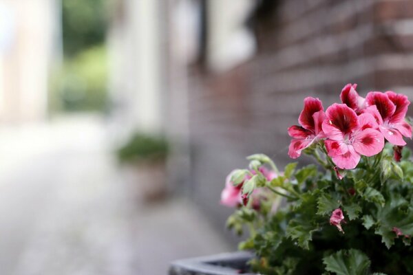 Blumen auf Straßenhintergrund