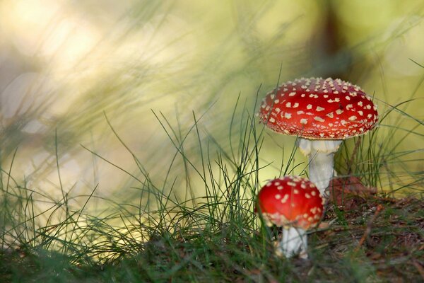 Champignons paganka dans l herbe verte