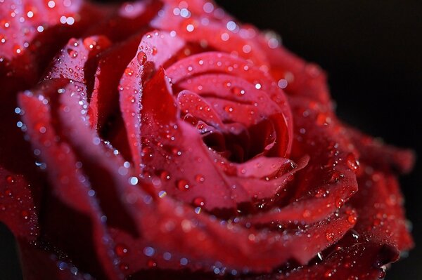 Бардовая роза с капельками дождя на лепестках