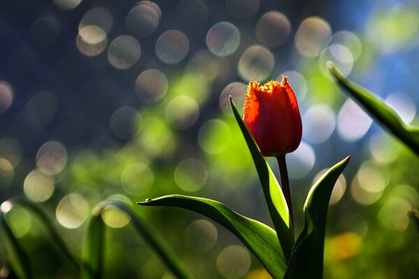 Eine schöne rote Tulpe, die auf einer Wiese wächst. Makro